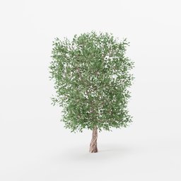 Maple Tree 03