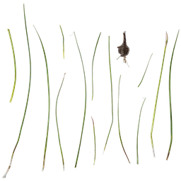 Zephyranthes candida Atlas