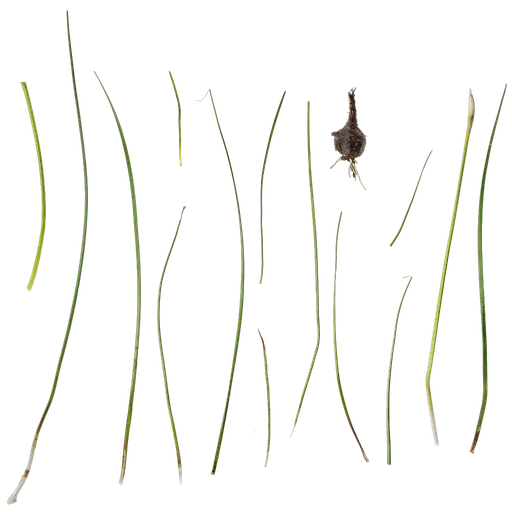 Zephyranthes candida Atlas
