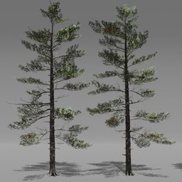 Tree Siberian Pine A7