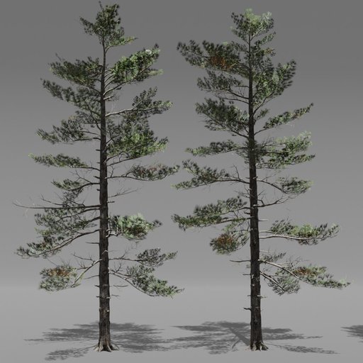 Tree Siberian Pine A7