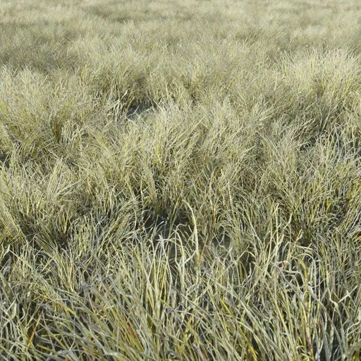 Grass Tabosa Dense