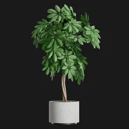 Braided Umbrella Plant in Concrete Pot