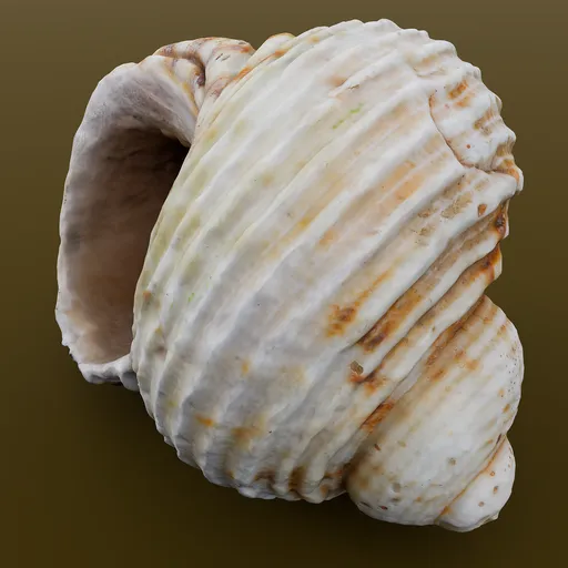 Sea Shell Beach and Ocean Vacations