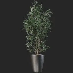 Plant