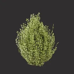 Realistic Garden Shrub