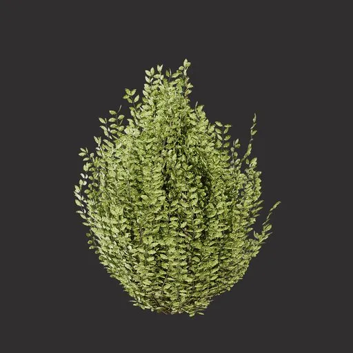 Realistic Garden Shrub