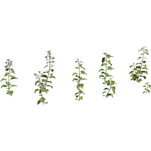 Shrub 01