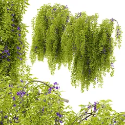 flower hanging wall plant