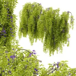 flower hanging wall plant AQ