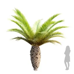 Palm Phoenix Canariensis Small02