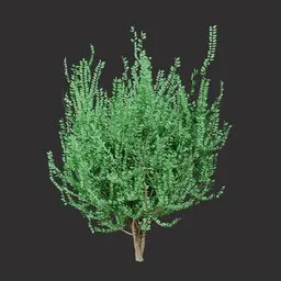Forest Green Shrub