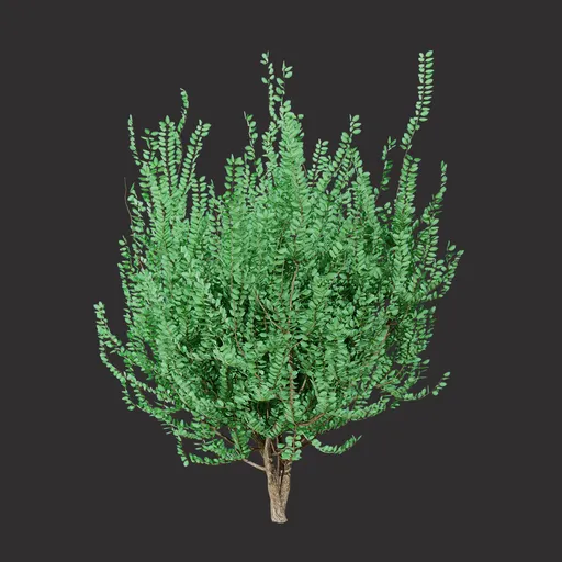 Forest Green Shrub
