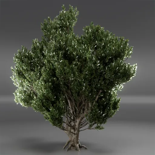 Tree Mugo Pine Animated