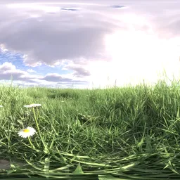 Morning grass green cloud 16k