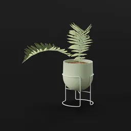 Lady Fern Sprout Potteds