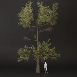 SJ-Fresh Sprout Pine Tree