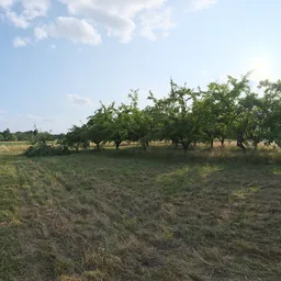 Dry Orchard Meadow