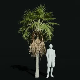 Caraday Palm Young Var