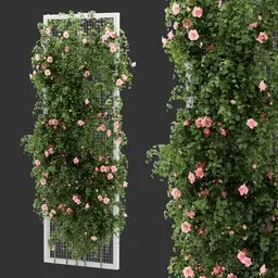 Fence Ivy Rose Plant