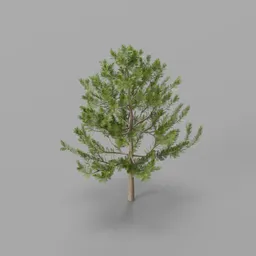 Small pine