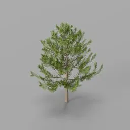 Small pine