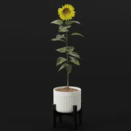 Flower Sunflower Flat Pot