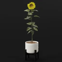 Flower Sunflower Flat Pot