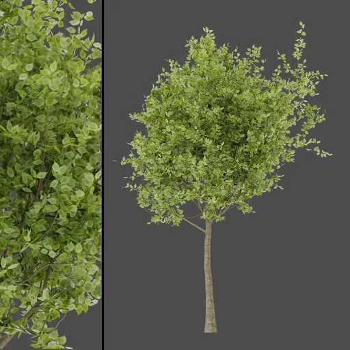 Green Leaf Tree