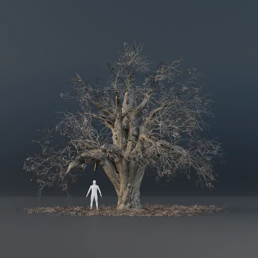 Oak Tree - Matured (Winter)