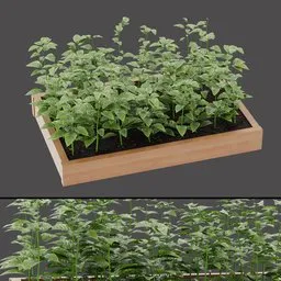 Variegated Planter Plant