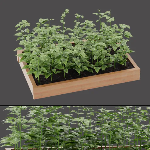 Variegated Planter Plant