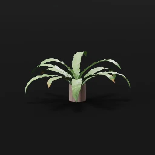 Hart Tongue Fern Med Potted