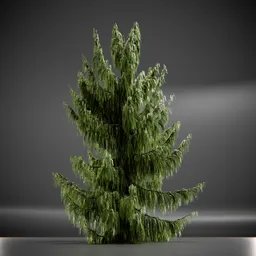 Tree Weeping Nootka Animated