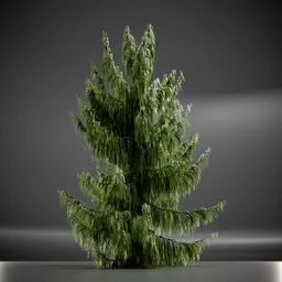 Tree Weeping Nootka Animated