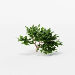 Realistic 3D shrub model with lush green leaves, perfect for Blender 3D nature scenes.