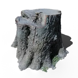 Cut Tree Stump A