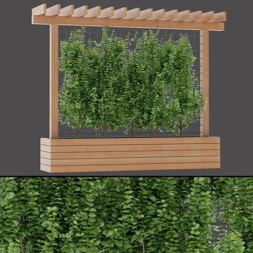 Garden Vine Trellis Row
