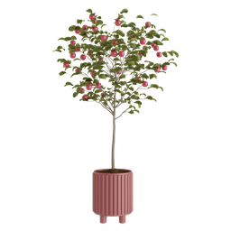 Potted fruit tree