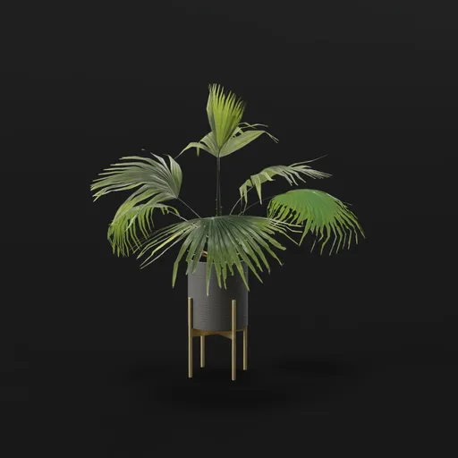 Fan Palm Small Potted