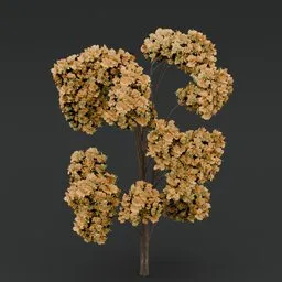 Yellow flowered-light green leaved tree