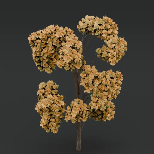 Yellow flowered-light green leaved tree