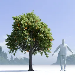 Orange Tree