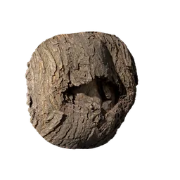 Cinnamomum burmannii Burl