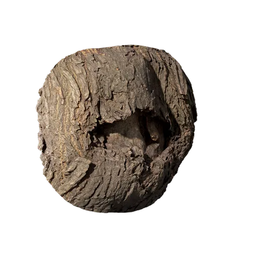 Cinnamomum burmannii Burl