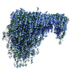 Climbing Roses Wall Grow Top Blue