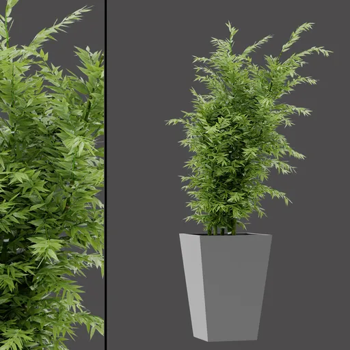 Bamboo Forest Plant