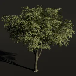 Highly detailed American Elm tree 3D model with lush foliage for Blender rendering.