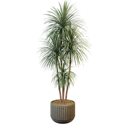 Plant