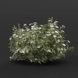 3D model of realistic, color-changeable medium low aster flower hedge suitable for game scenes and virtual gardens.